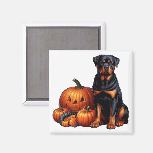 Rottweiler Hund von Halloween Pumpkins sitzend Magnet (Vorderseite/Rückseite)