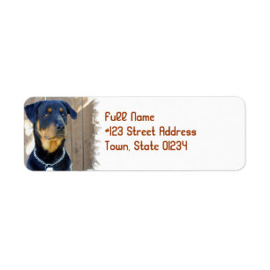 Rottweiler HundeRücksendeadresse-Aufkleber