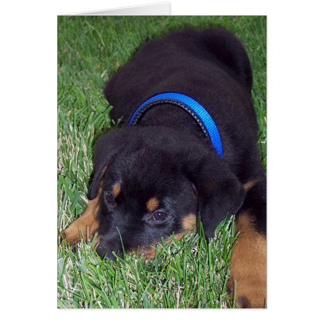 Rottweiler-Jungtier (Vorne)