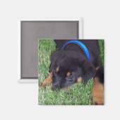 Rottweiler-Jungtier Magnet (Vorderseite/Rückseite)