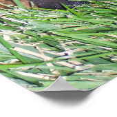 Rottweiler-Jungtier Poster (Ecke)