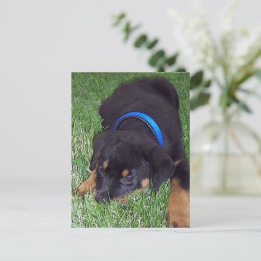 Rottweiler-Jungtier Postkarte (Stehend Vorderseite)