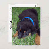 Rottweiler-Jungtier Postkarte (Vorne/Hinten)