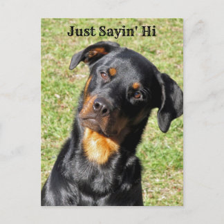 Rottweiler Just Sayin' Hi Postcard Postkarte