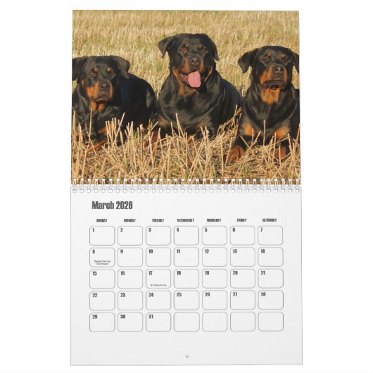 Rottweiler Kalender (Mär 2026)