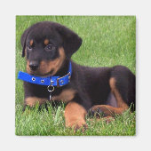 Rottweiler Magnet (Vorne)