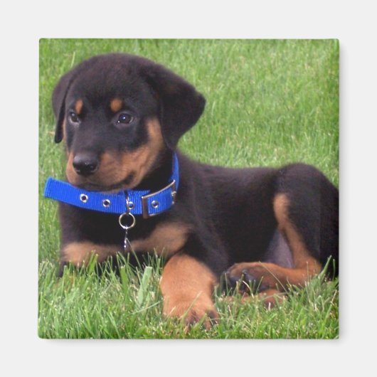 Rottweiler Magnet (Vorne)
