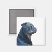 Rottweiler Magnet (Vorderseite/Rückseite)