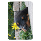 Rottweiler Magnet (Vertikal)