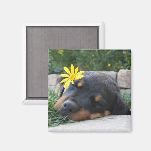 Rottweiler Magnet (Vorderseite/Rückseite)