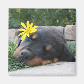 Rottweiler Magnet (Vorne)