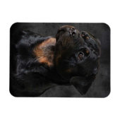 Rottweiler Magnet (Horizontal)