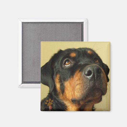 Rottweiler Magnet (Vorderseite/Rückseite)