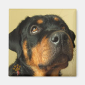 Rottweiler Magnet (Vorne)