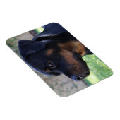Rottweiler-Magnet Magnet (Rechte Seite)