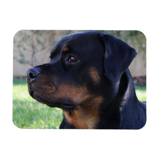 Rottweiler-Magnet Magnet (Horizontal)