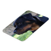 Rottweiler-Magnet Magnet (Linke Seite)