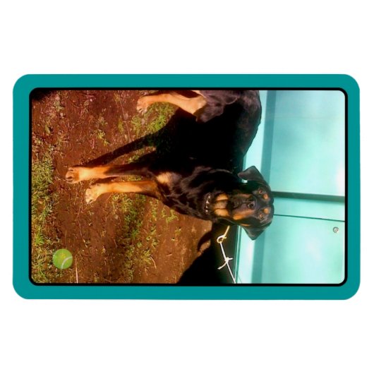Rottweiler-Mischmagnet Magnet (Horizontal)