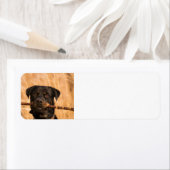 Rottweiler mit Stick (Insitu)