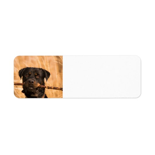 Rottweiler mit Stick (Vorne)