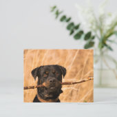 Rottweiler mit Stick Postkarte (Stehend Vorderseite)