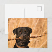 Rottweiler mit Stick Postkarte (Vorne/Hinten)