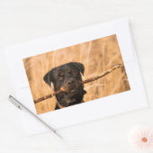 Rottweiler mit Stick Rechteckiger Aufkleber (Umschlag)