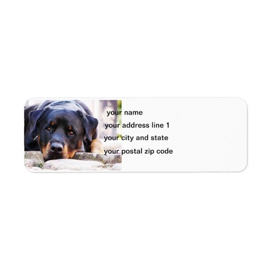 Rottweiler niedlich neu (Vorne)