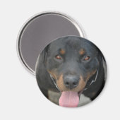 Rottweiler Picture Round Magnet (Vorderseite/Rückseite)