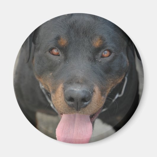 Rottweiler Picture Round Magnet (Vorne)