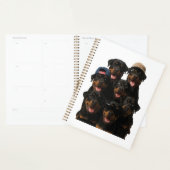 Rottweiler Planer (Anzeige)