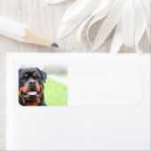 Rottweiler.png (Insitu)