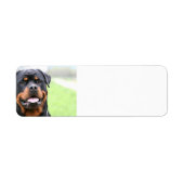 Rottweiler.png (Vorne)