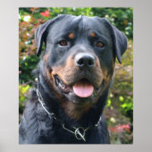 Rottweiler-Portrait Poster (Vorne)