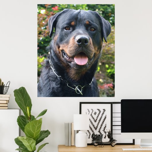 Rottweiler-Portrait Poster (Heimbüro)