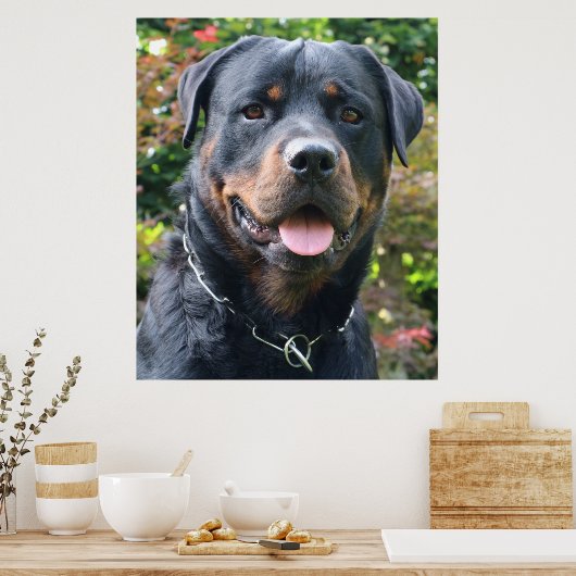 Rottweiler-Portrait Poster (Küche)