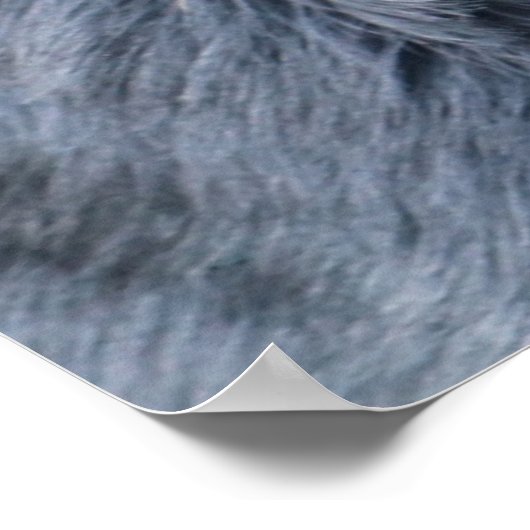 Rottweiler-Portrait Poster (Ecke)