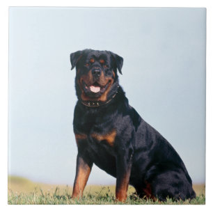 Rottweiler Porträt-Keramik-Foto-Fliese Fliese