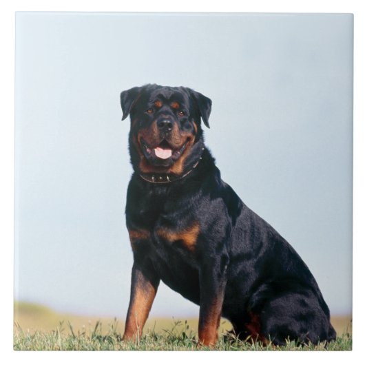 Rottweiler Porträt-Keramik-Foto-Fliese Fliese (Vorderseite)