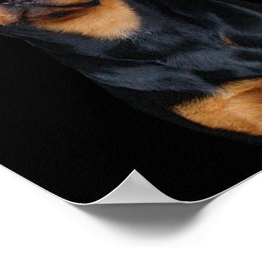 Rottweiler Poster (Ecke)