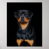 Rottweiler Poster (Vorne)