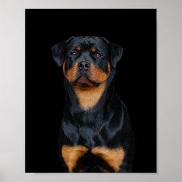 Rottweiler Poster