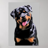 Rottweiler Poster (Vorne)