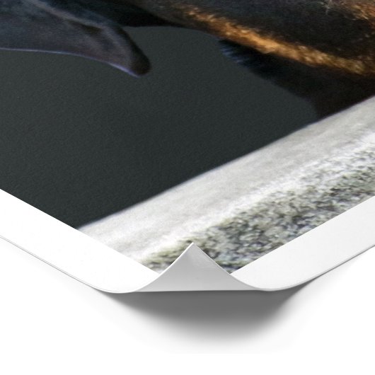 Rottweiler Poster (Ecke)