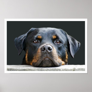 Rottweiler Poster
