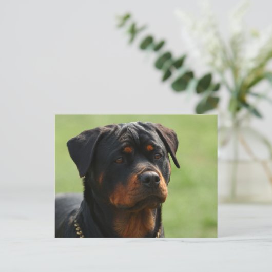Rottweiler Postkarte (Stehend Vorderseite)