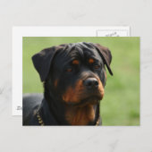 Rottweiler Postkarte (Vorne/Hinten)