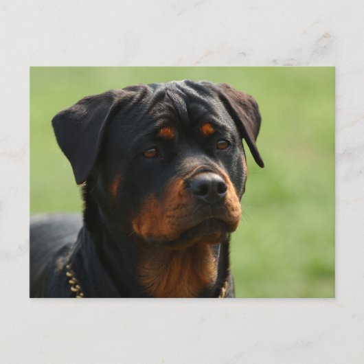 Rottweiler Postkarte (Vorderseite)