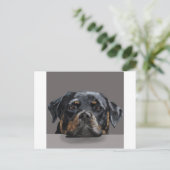 Rottweiler Postkarte (Stehend Vorderseite)