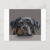Rottweiler Postkarte (Vorderseite)